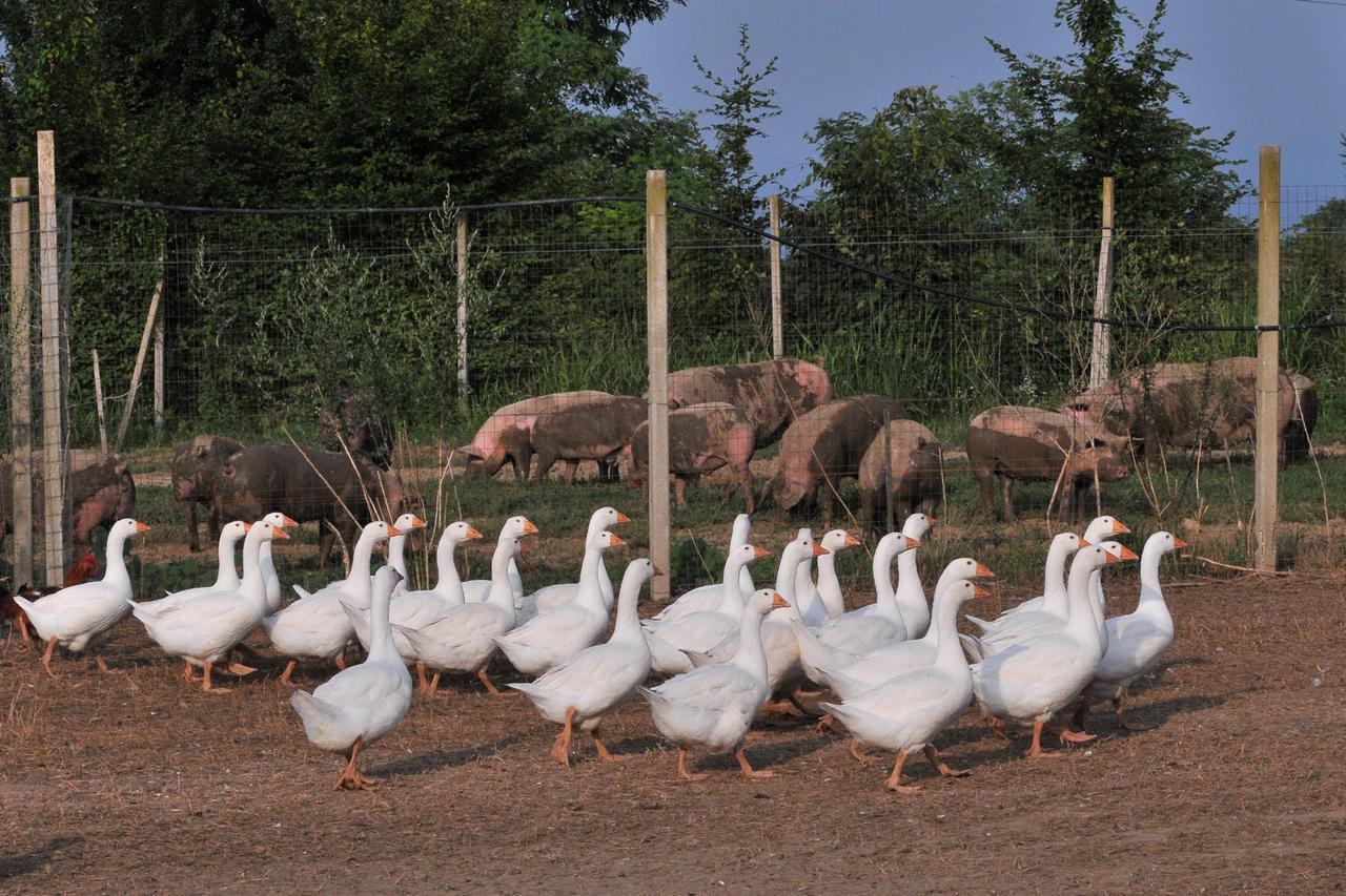 Agriturismo Le Oche Selvatiche Lauzacco ภายนอก รูปภาพ