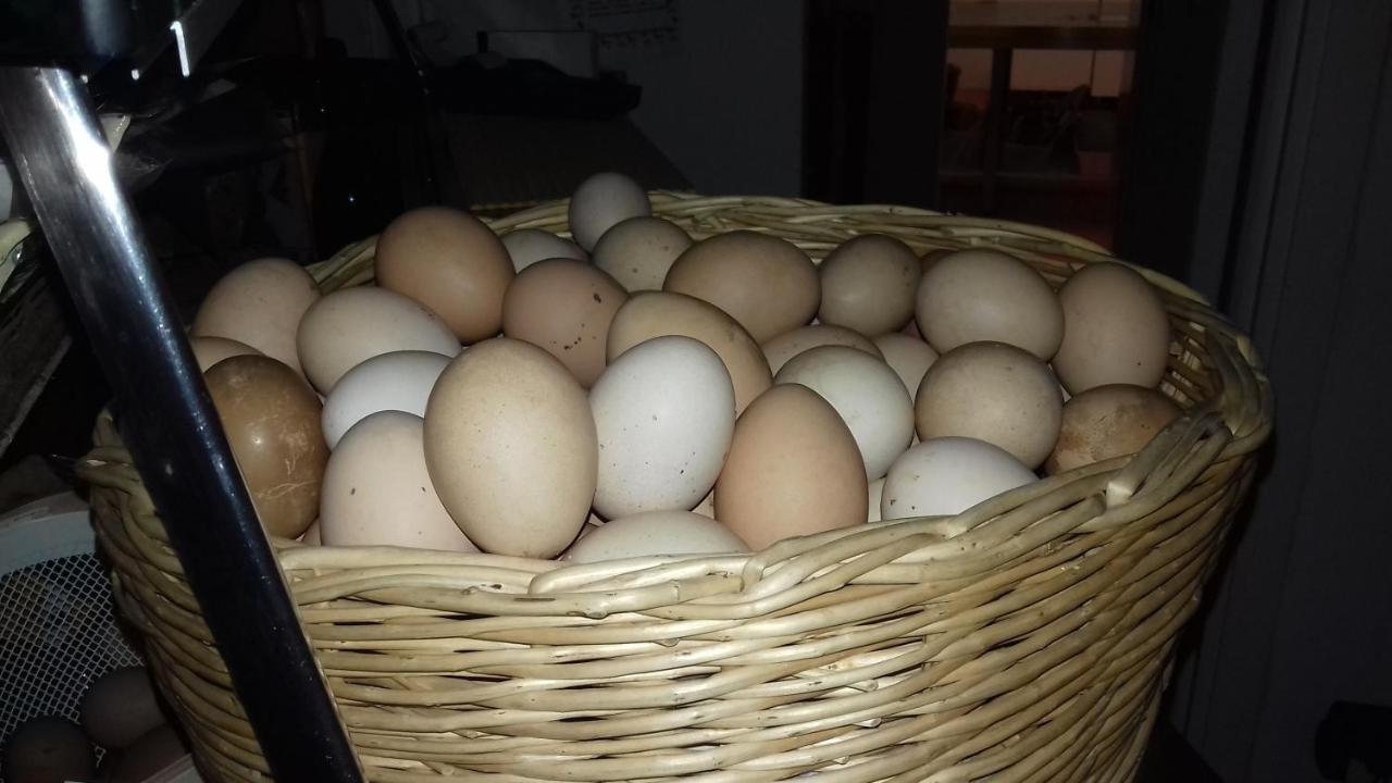 Agriturismo Le Oche Selvatiche Lauzacco ภายนอก รูปภาพ